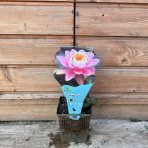 Lekno (Nymphaea) ´FABIOLA´ - ⌀ 5-10 cm, kont. P11
